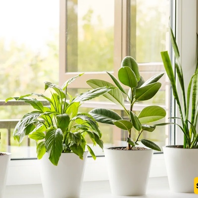 Plants Can Feed on Dust in the Air