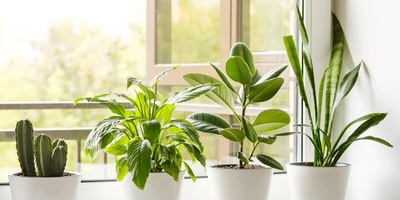 Plants Can Feed on Dust in the Air