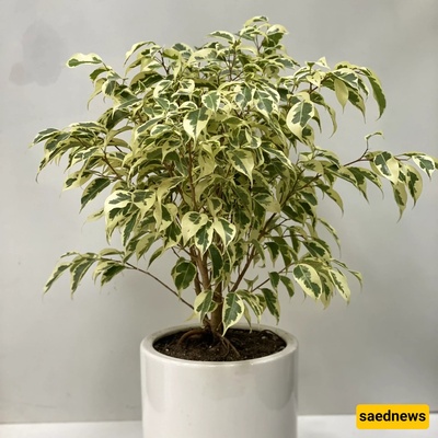6 Amazing Secrets For Caring For Ficus Benjamina That No One Tells You
