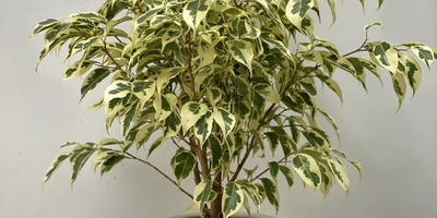 6 Amazing Secrets For Caring For Ficus Benjamina That No One Tells You