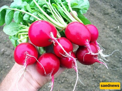 The Health Benefits of Radishes