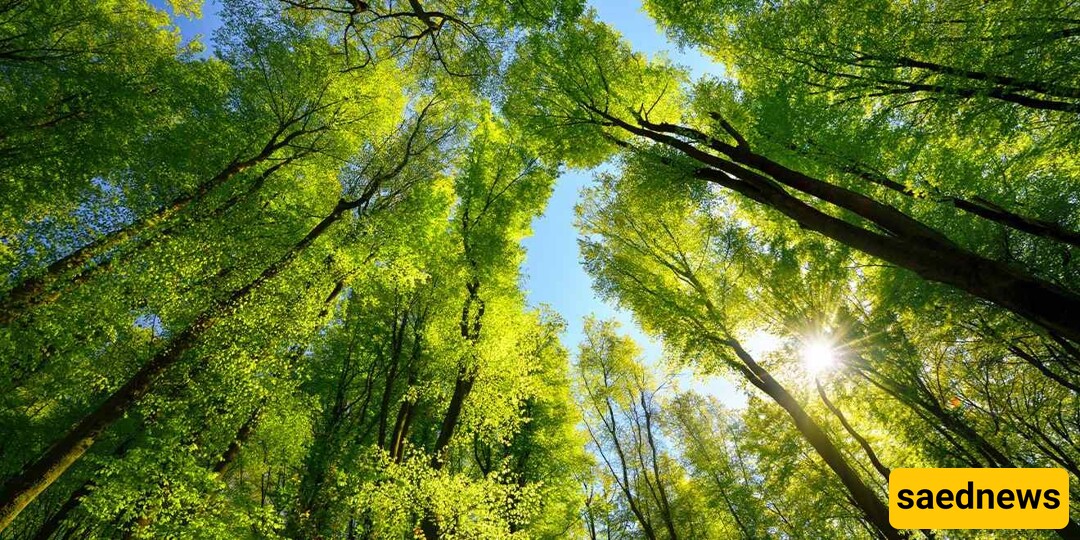 How the World’s Tallest Trees Communicate Underground