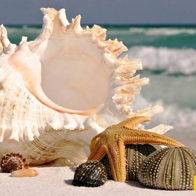 Seashell Beach is one of Australia’s most beautiful and captivating natural attractions.