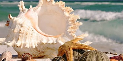 Seashell Beach is one of Australia’s most beautiful and captivating natural attractions.