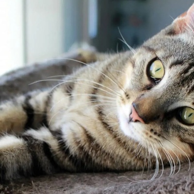 Cat Photo Captures “Endless Shock” Expression as Millions Fall in Love With Its Unusual Look