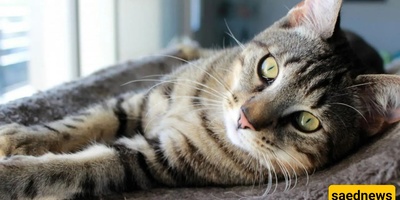 Cat Photo Captures “Endless Shock” Expression as Millions Fall in Love With Its Unusual Look