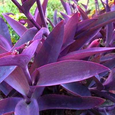 The Secret to Caring for Purple Willow Leaves: The Plant That Makes Your Home Dreamy 🌿