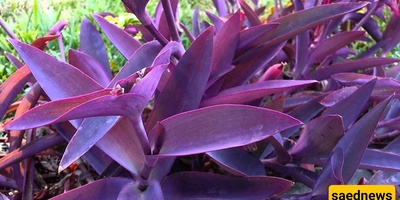 The Secret to Caring for Purple Willow Leaves: The Plant That Makes Your Home Dreamy 🌿