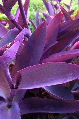 The Secret to Caring for Purple Willow Leaves: The Plant That Makes Your Home Dreamy 🌿
