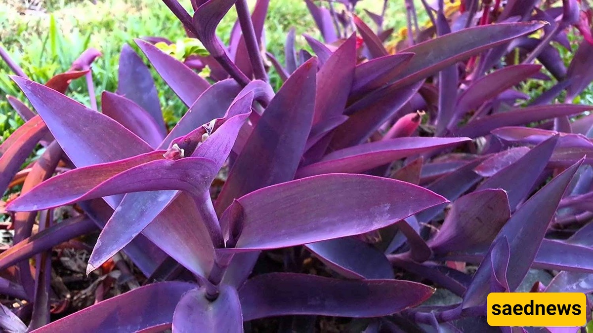 The Secret to Caring for Purple Willow Leaves: The Plant That Makes Your Home Dreamy 🌿