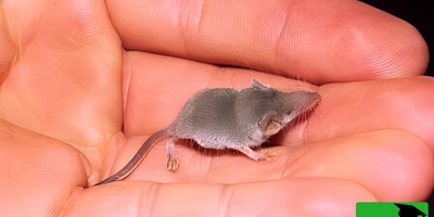 This Animal Is a Jack-of-All-Trades! From Shrinking Brains to Treating Alzheimer’s