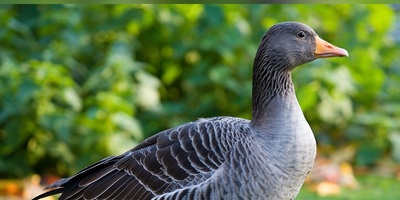 The Strange Story of a Goose That Acts as a Nanny to 47 Chicks