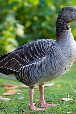 The Strange Story of a Goose That Acts as a Nanny to 47 Chicks