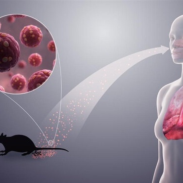 Everything About the New Hantavirus; How Dangerous Is It? + Ways of Transmission and Prevention