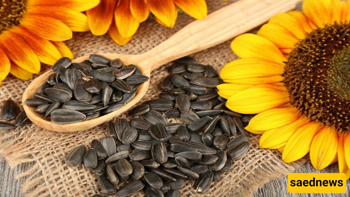 How to Store Sunflower Seeds at Home? + Benefits of Sunflower Seeds