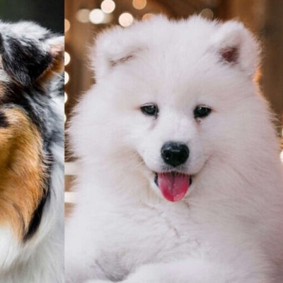 10 Fluffy Dog Breeds Perfect for Cuddling, from Barbet to Toy Poodle