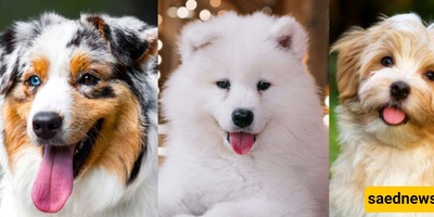 10 Fluffy Dog Breeds Perfect for Cuddling, from Barbet to Toy Poodle