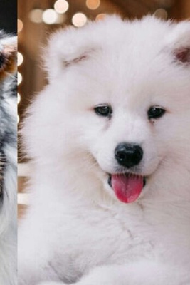 10 Fluffy Dog Breeds Perfect for Cuddling, from Barbet to Toy Poodle