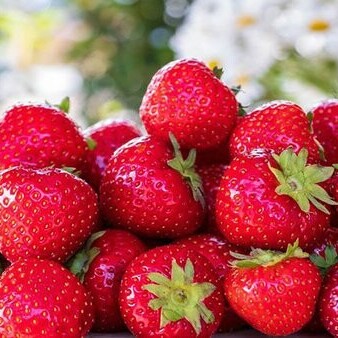 [VIDEO] A Boy Is Eating 100 liters of strawberries! 👀🍓+ A Glimpse into Competitive Eating