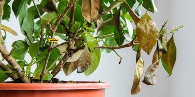 How to Keep Your Houseplants from Drying Out