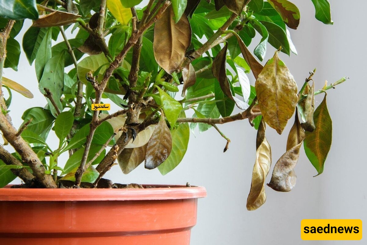 How to Keep Your Houseplants from Drying Out