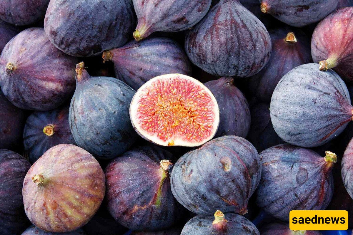 Fig 