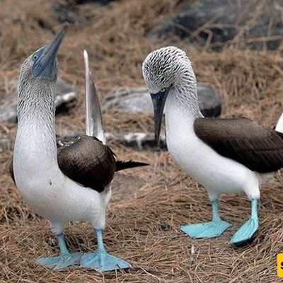 The Strange “Web-Footed” Bird You’ve Probably Never Seen