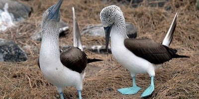 The Strange “Web-Footed” Bird You’ve Probably Never Seen