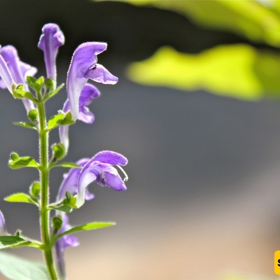 The Benefits and Side Effects of the Medicinal Herb Badranjboya (Lemon Balm)