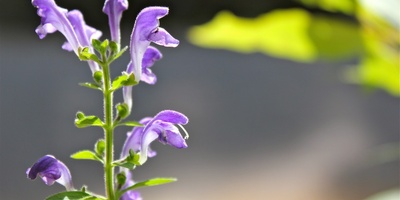 The Benefits and Side Effects of the Medicinal Herb Badranjboya (Lemon Balm)