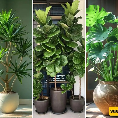 Difficult Indoor Plants That Are Hard to Care For