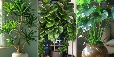 Difficult Indoor Plants That Are Hard to Care For