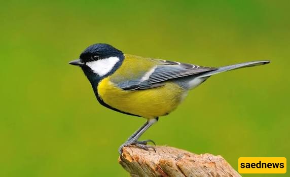 great tit