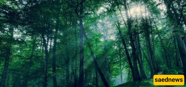 dalekhani forest