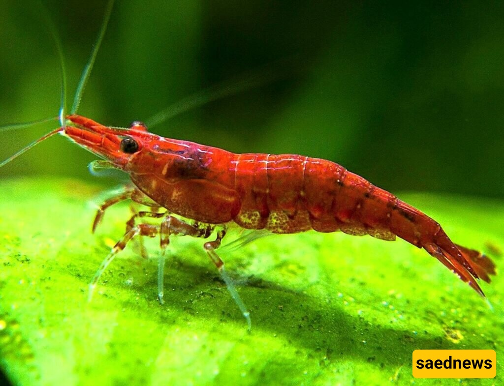 shrimp 