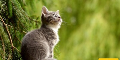 Are You Familiar With The Ruling And Conditions Of Keeping A Cat At Home?🐈🐱🐾