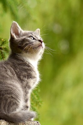 Are You Familiar With The Ruling And Conditions Of Keeping A Cat At Home?🐈🐱🐾