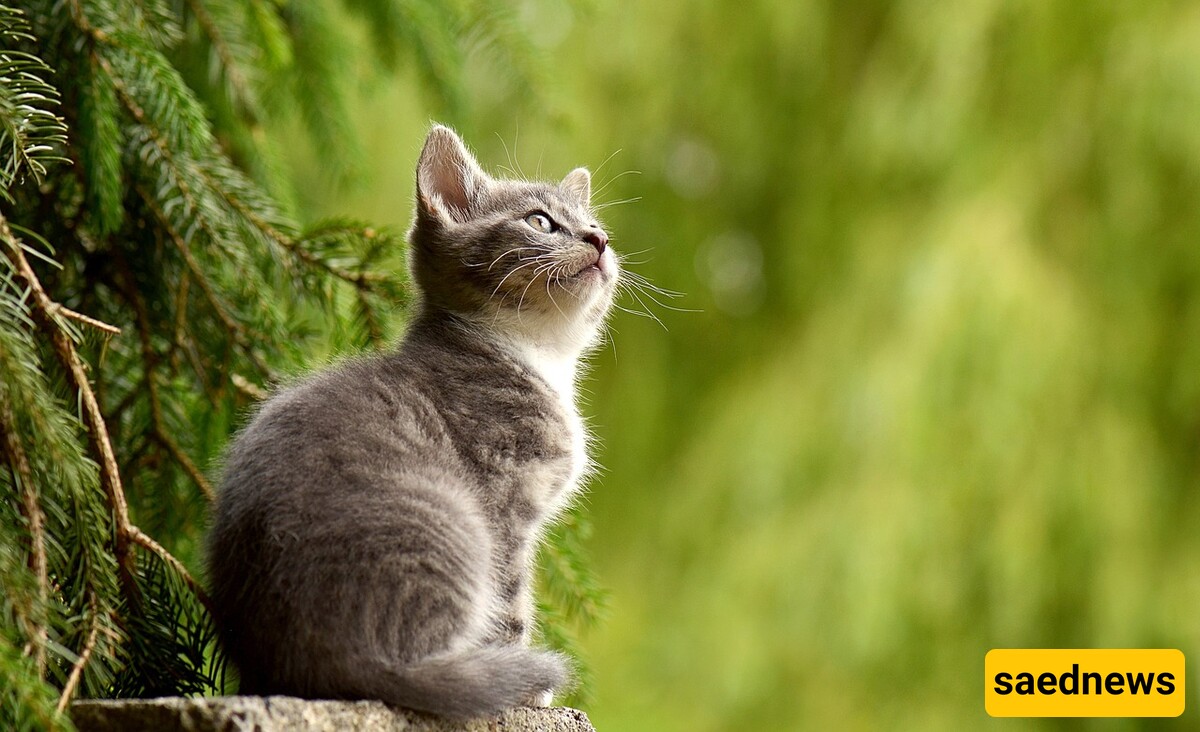 Are You Familiar With The Ruling And Conditions Of Keeping A Cat At Home?🐈🐱🐾