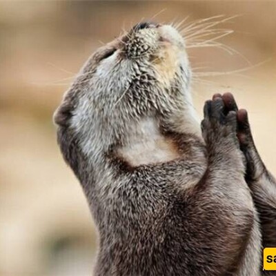 An Amazing Three-Point Basketball Shot By an Otter—Just Look At That Celebration! 😍