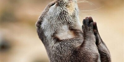 An Amazing Three-Point Basketball Shot By an Otter—Just Look At That Celebration! 😍