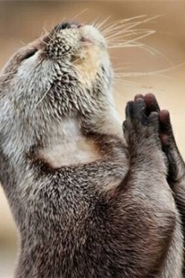 An Amazing Three-Point Basketball Shot By an Otter—Just Look At That Celebration! 😍