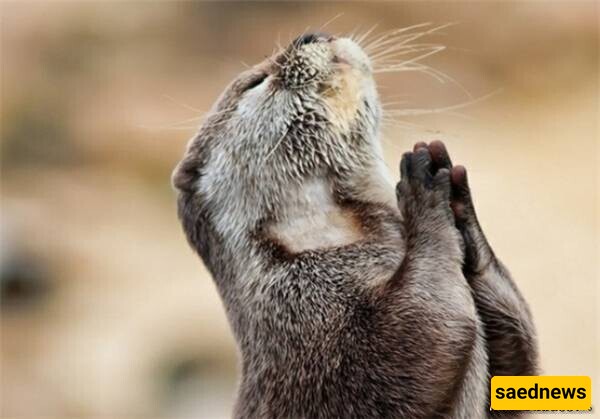 An Amazing Three-Point Basketball Shot By an Otter—Just Look At That Celebration! 😍