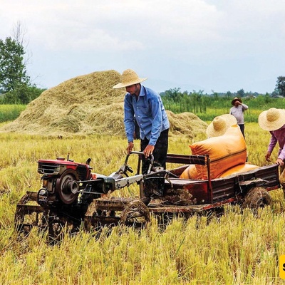 Northern Iran Glows with Golden Rice Harvest