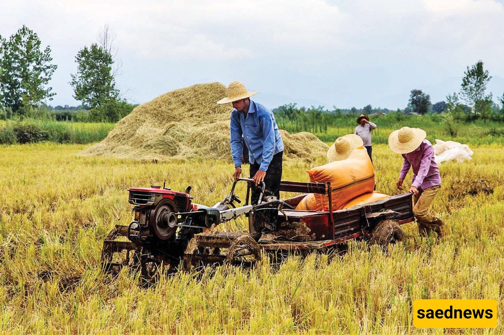 Northern Iran Glows with Golden Rice Harvest