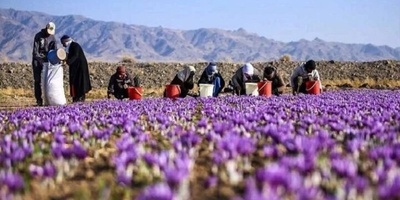 Saffron Fields of Kermanshah: A Seasonal Harvest