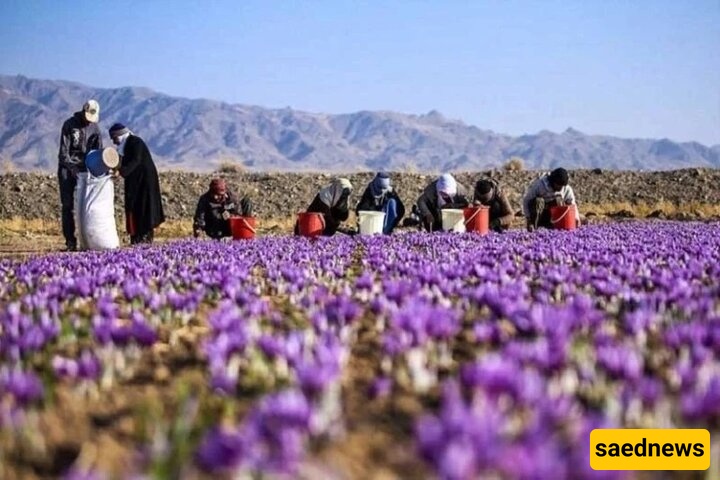 Saffron Fields of Kermanshah: A Seasonal Harvest