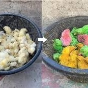 (Video) How Are Colored Chicks Produced?