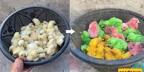 (Video) How Are Colored Chicks Produced?