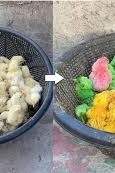 (Video) How Are Colored Chicks Produced?
