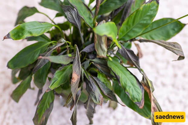 plant